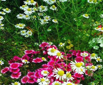 High angle view of pink flowering plants