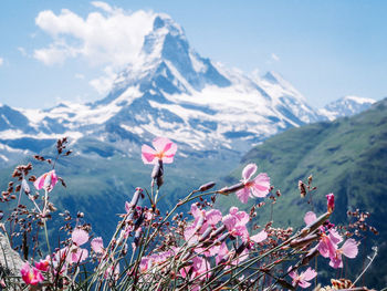 Close-up of pink cherry blossom against sky