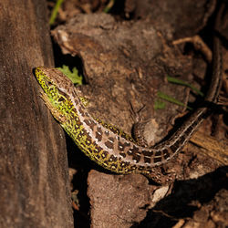 High angle view of lizard on tree trunk