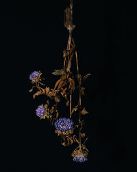 Close-up of wilted plant against black background