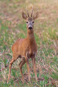 Portrait of deer standing on field