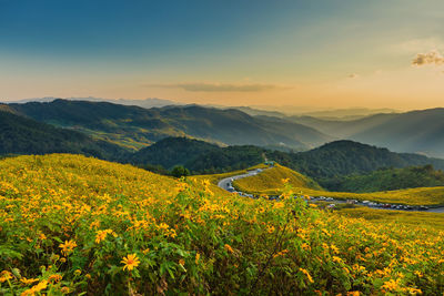 Yellow flowers growing on field against sky during sunset