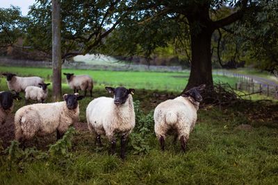 Sheep in farm