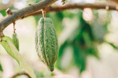 Close-up of leaf hanging on branch