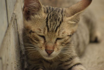 Close-up of cat sleeping