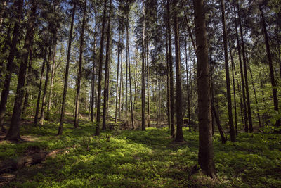 Pine trees in forest