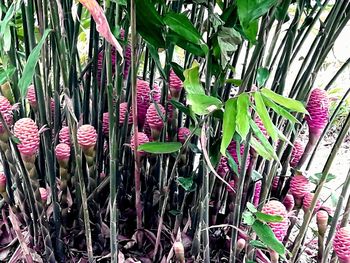 Close-up of pink flowering plants