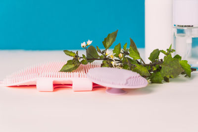 Close-up of white flowers on table
