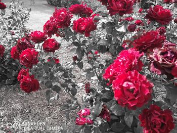 Close-up of red flowers