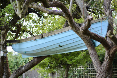 Low angle view of hanging tree