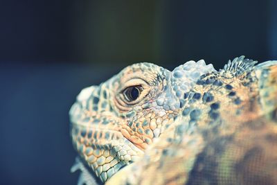 Close-up of lizard