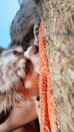 Close-up of a cat drinking water