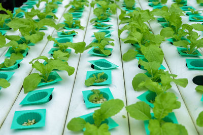 High angle view of plants