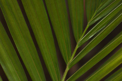 Green majesty palm leaf close-up frame
