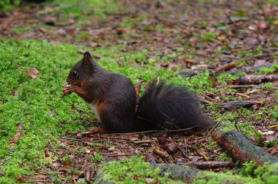 Squirrel on a field