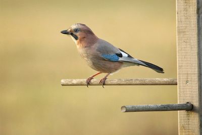 Close-up of bird perching outdoors