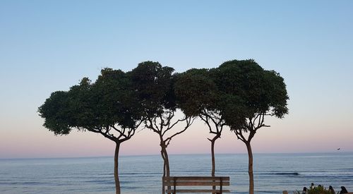 Tree by sea against clear sky