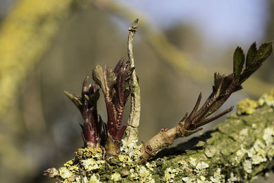 Close-up of insect on plant