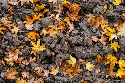 Maple leaves on ground