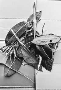 High angle view of dry leaves on wood