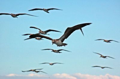 Low angle view of birds