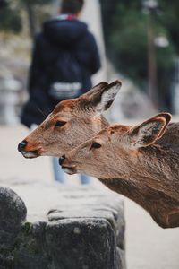 Close-up of deer