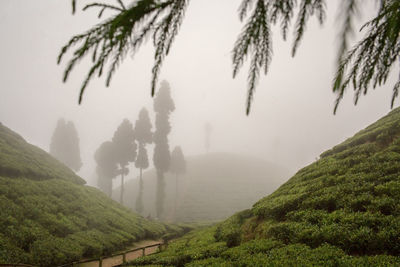 Panoramic shot of trees on landscape against sky