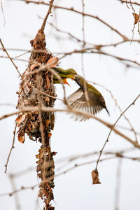 Low angle view of bird perching on tree