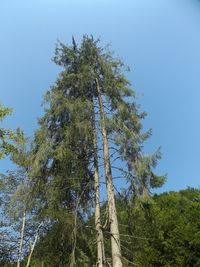 Low angle view of trees against blue sky