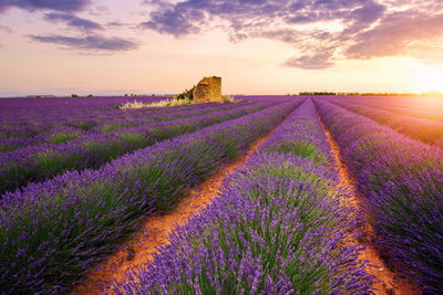 Panoramic view of lavender field against sky during sunset