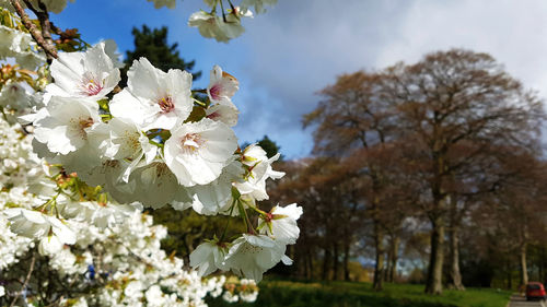 Low angle view of cherry blossoms