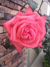 Close-up of pink rose