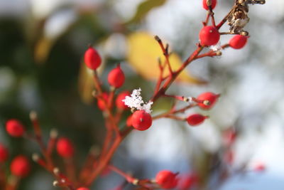 Close-up of red berries on tree