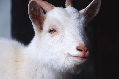 Close-up of goat