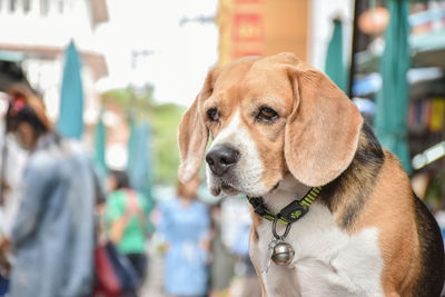 A dog on city view