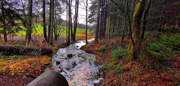 Plants and trees by stream in forest