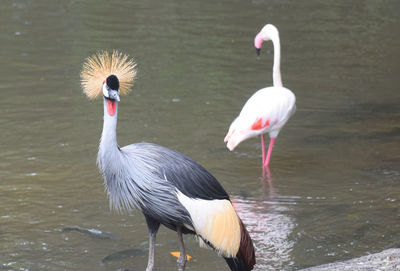 View of birds in lake