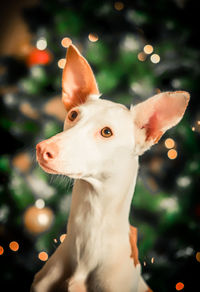 Close-up of a dog looking away