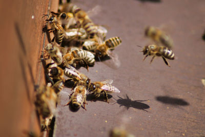 Close-up of bee on leaf