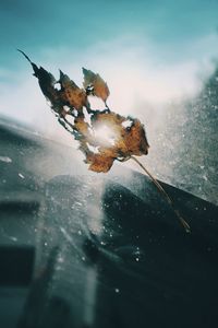 Sunlight shining through autumn leaf on car windshield