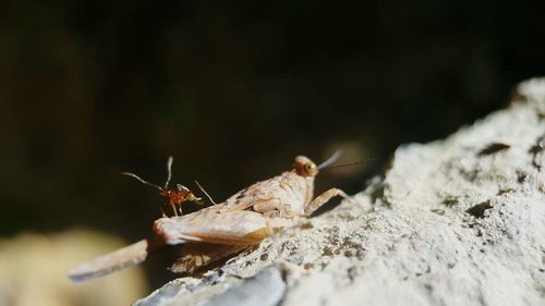 Close-up of grasshopper and ant on rock