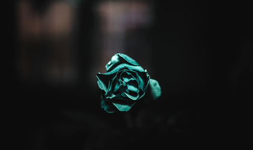 Close-up of rose against black background