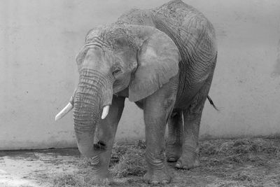 Elephant standing 