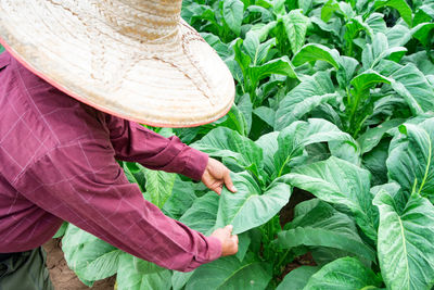 Tobacco plantations in asia, thailand