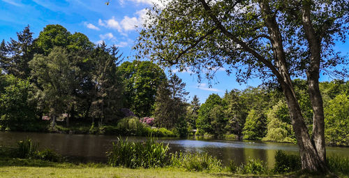 Trees by lake in forest against sky