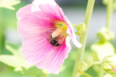 Close-up of insect on pink flower