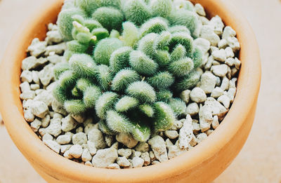 High angle view of succulent plant