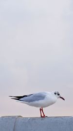 Seagull perching