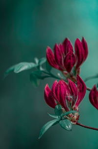 Close-up of red flowering plant