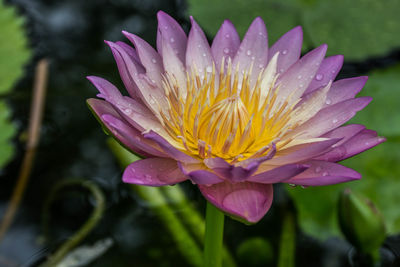 Close-up of wet pink water lily in pond